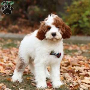 Austin, Cavapoo Puppy